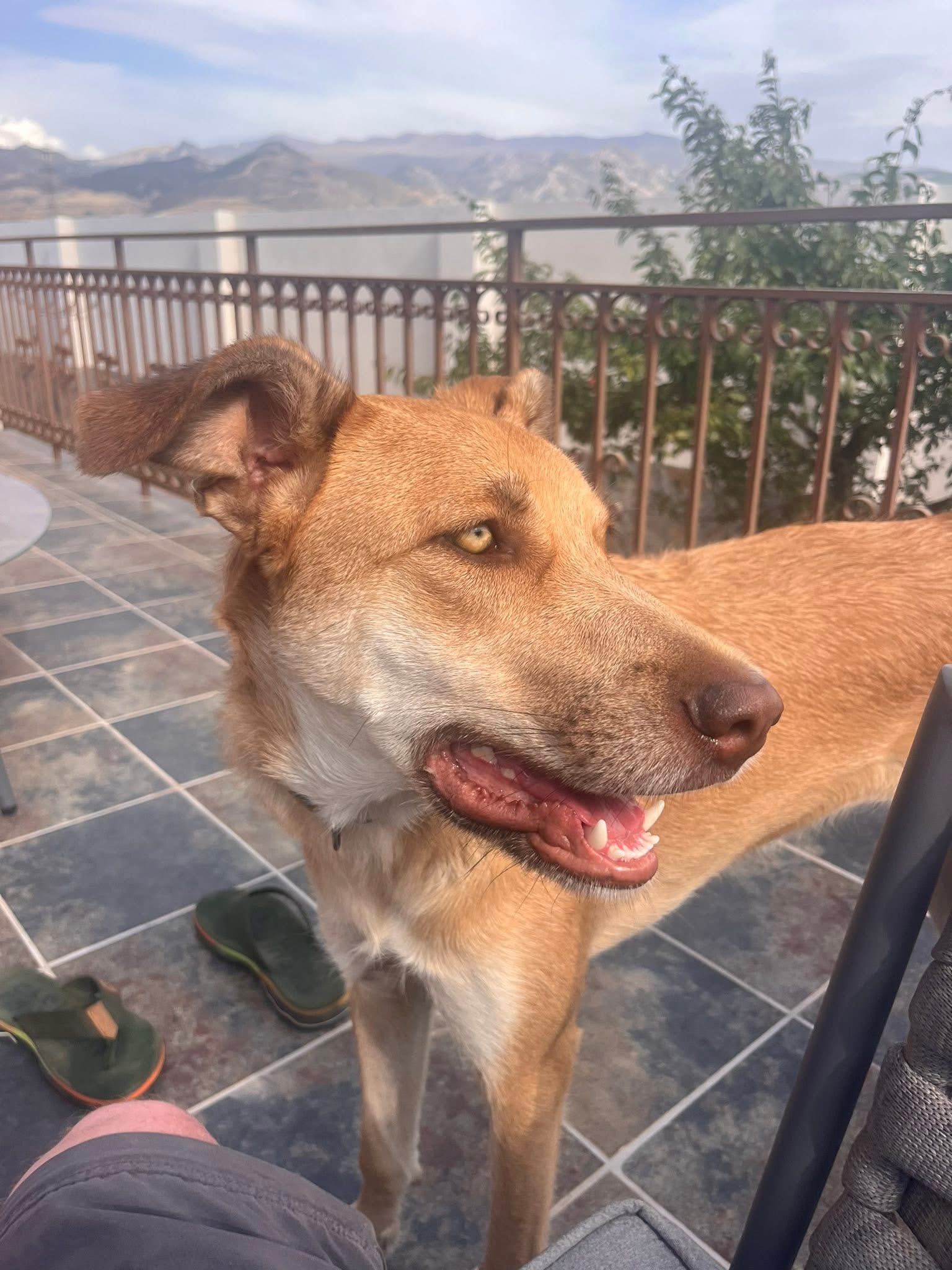 Dog bedroom private boarding